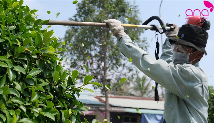 Chăm sóc cây cảnh