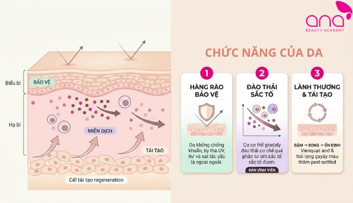 Giải thích cơ chế bảo vệ, lành thương và đào thải sắc tố