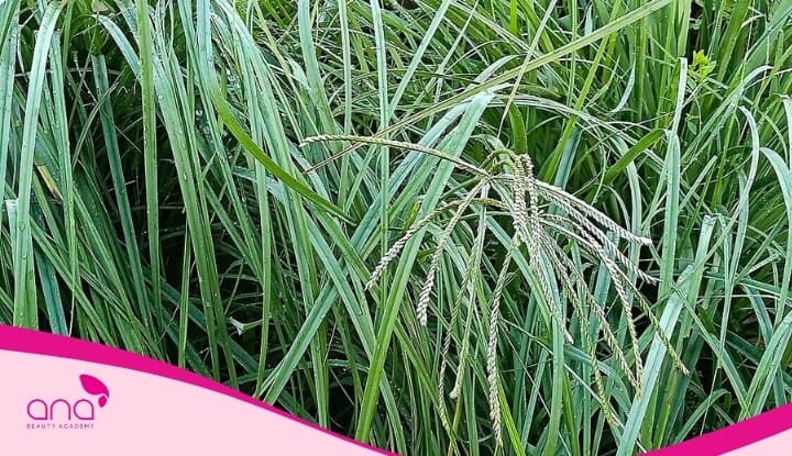 Gội đầu bằng cỏ mần trầu giúp giảm rụng tóc hiệu quả