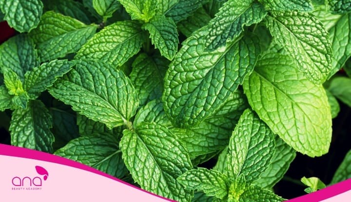 Bạc hà mang lại rất nhiều công dụng thần kỳ trong chăm sóc sắc đẹp