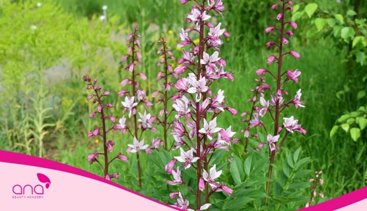 Bạch tiễn bì có tác dụng giảm viêm và làm sạch da đầu hiệu quả