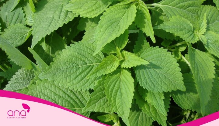 Gội đầu bằng cỏ mực chữa rụng tóc rất hiệu quả