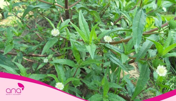 Gội đầu bằng cỏ mực chữa rụng tóc rất hiệu quả