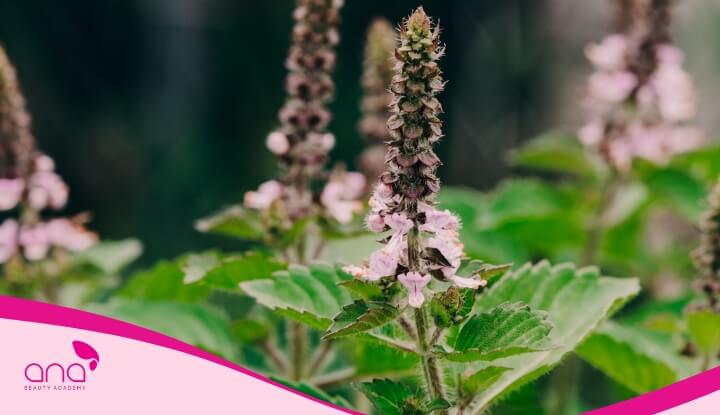 Gội đầu bằng lá hương nhu được nhiều người áp dụng để chăm sóc tóc