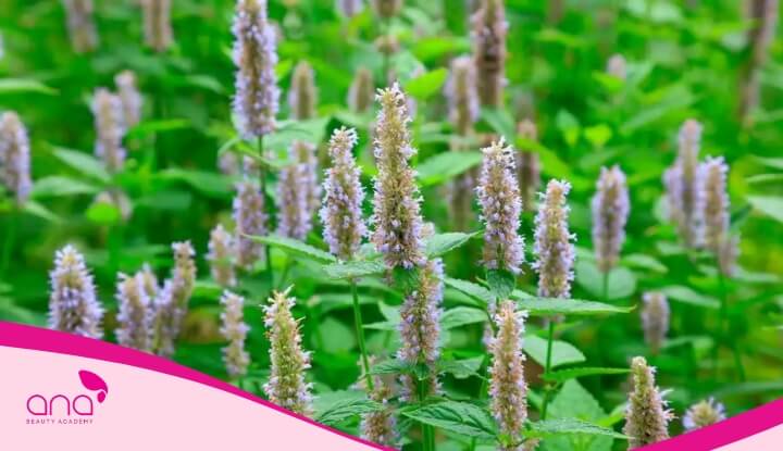 Hoắc hương có đặc tính kháng khuẩn giúp làm sạch da đầu hiệu quả