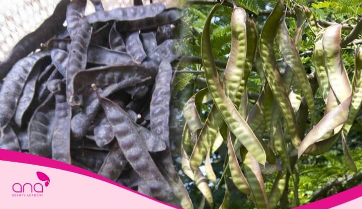 Bồ kết khô sẽ thơm hơn và giữ được tinh dầu tốt hơn khi đun sôi