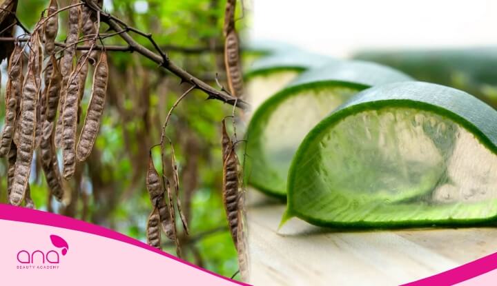 Các loại thảo dược như bồ kết, nha đam có tác dụng tăng cường độ ẩm cho nang tóc