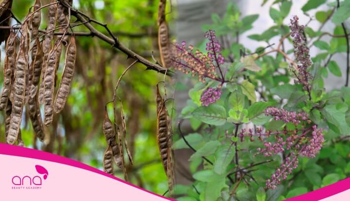 Ủ tóc bằng nước bồ kết và hương nhu giúp tóc mọc nhanh và dày hơn