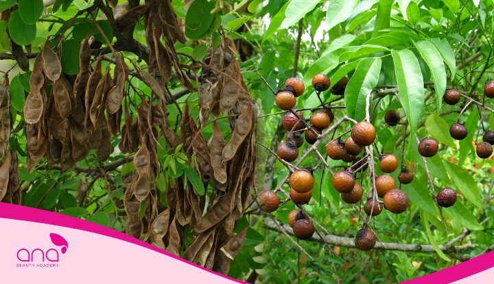 Bồ kết tươi và vỏ bồ hòn tươi chứa nhiều saponin và các dưỡng chất giúp nuôi dưỡng tóc từ sâu ben trong