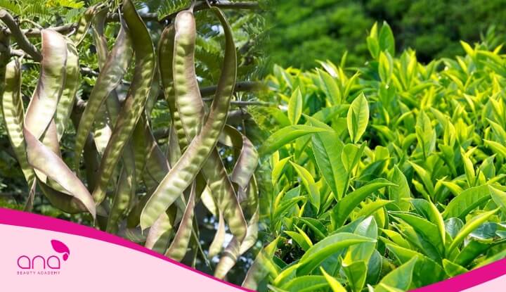 Gội đầu bằng bồ kết và trà xanh giúp trị rụng tóc và nuôi dưỡng từ sâu bên trong