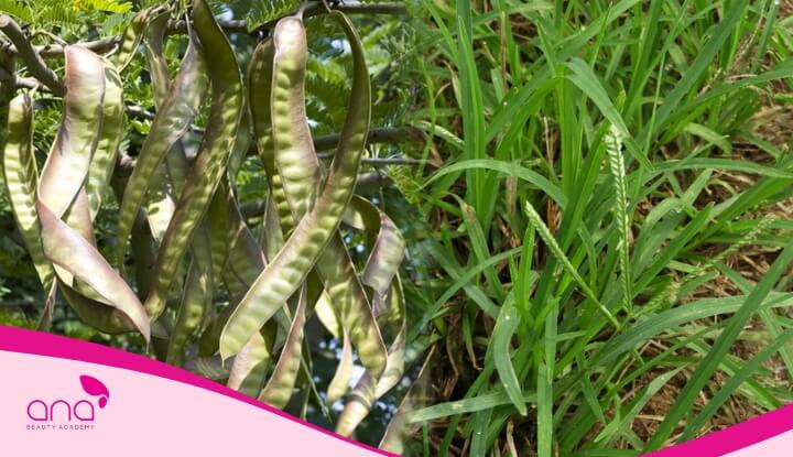 Bồ kết và cỏ mần trầu thường được kết hợp với nhau để gội đầu, giúp trị rụng tóc