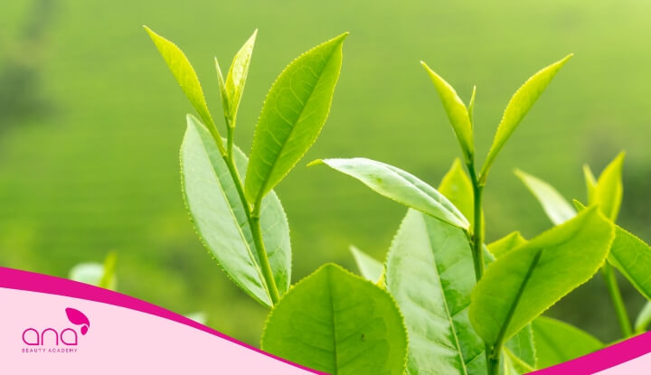 Trà xanh chứa các hoạt chất chống oxy hóa, polyphenol, vitamin C giúp kích thích mọc tóc và giảm rụng tóc