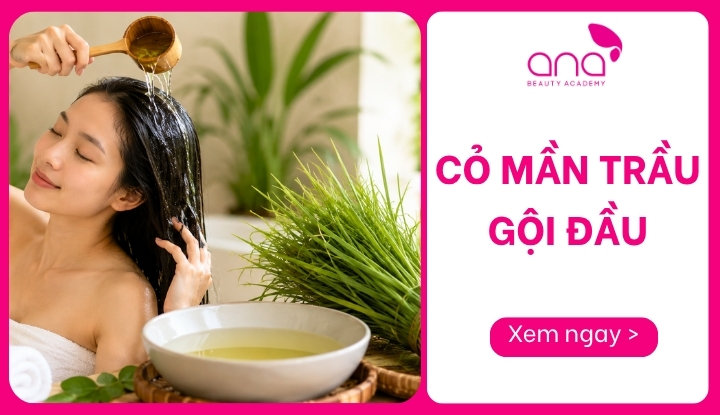 cỏ mần trầu gội đầu