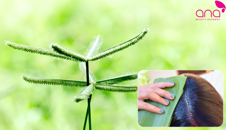 Gội đầu bằng cỏ mần trầu và nha đam