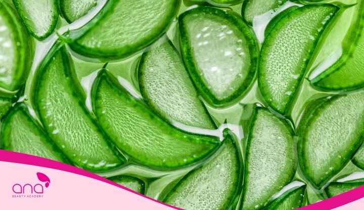 Nha đam chứa rất nhiều dưỡng chất quý giúp nuôi dưỡng và phục hồi tóc hiệu quả