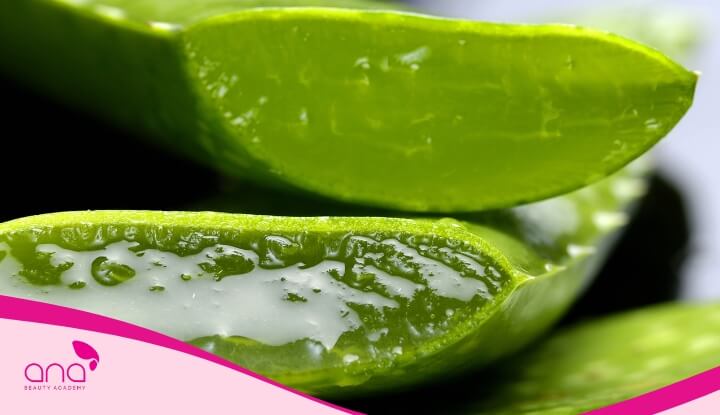 Nha đam còn hỗ trợ cân bằng độ ẩm cho da đầu