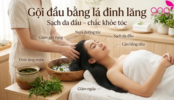 Gội đầu bằng lá đinh lăng có tác dụng gì?