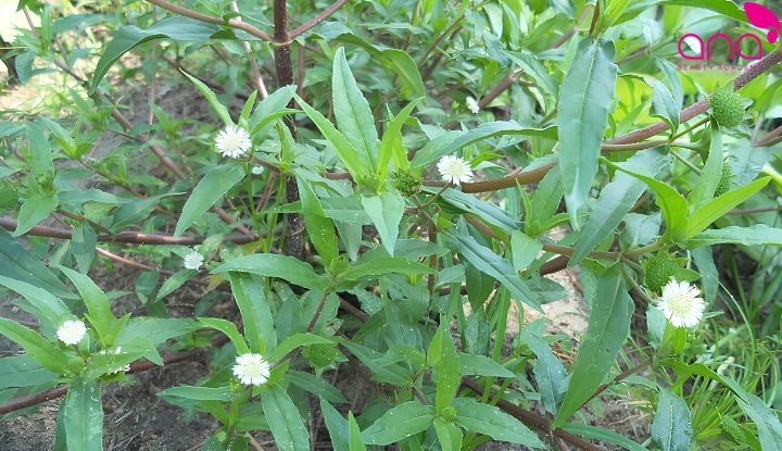 Cỏ nhọ nồi