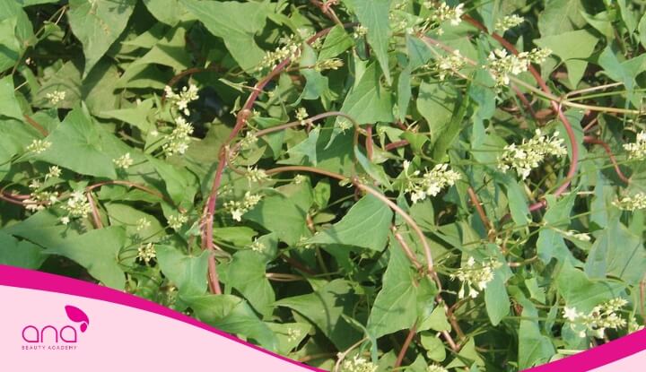 Hà thủ ô được mệnh danh là thần dược chăm sóc tóc bởi chứa nhiều hoạt chất quý giá 