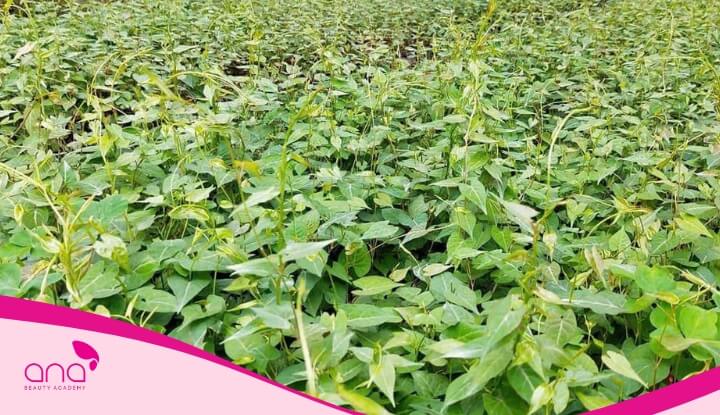 Nên chọn mua hà thủ ô tại những nơi uy tín, có nguồn gốc rõ ràng để đảm bảo hiệu quả dưỡng tóc 