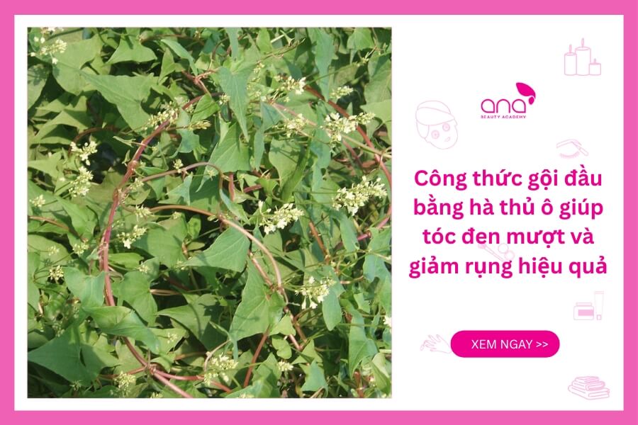 Công thức gội đầu với hà thủ ô giúp giảm rụng tóc hiệu quả