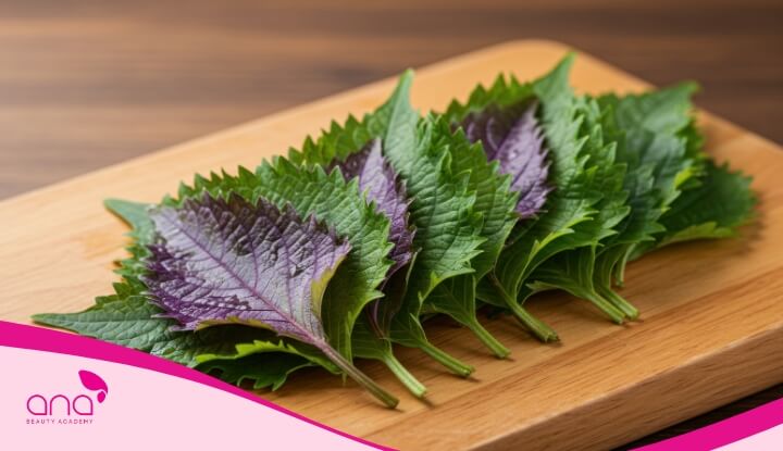 Nước lá tía tô giúp mái tóc sạch gàu và bóng mượt hơn