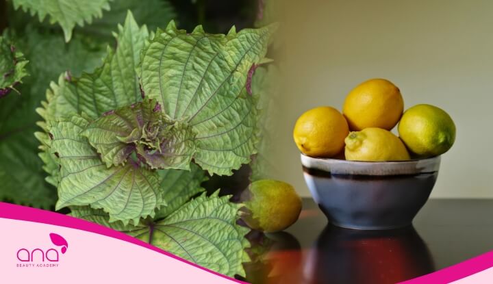 Lá tía tô kết hợp cùng nước cốt chanh cũng tạo nên công thức chăm sóc tóc hiệu quả