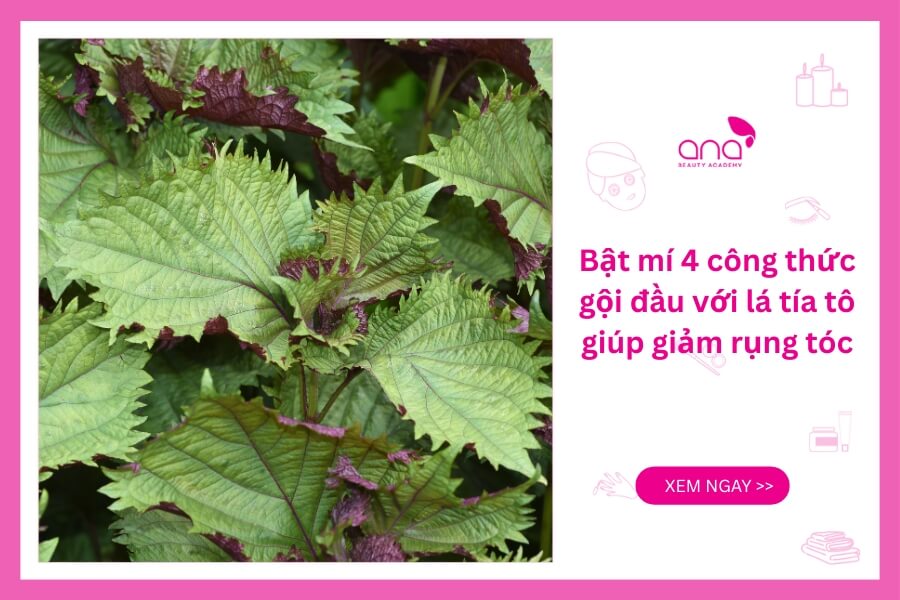 Công thức gội đầu với lá tía tô giúp giảm rụng tóc