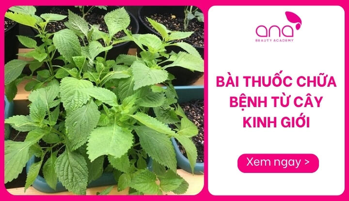 bài thuốc chữa bệnh từ cây kinh giới