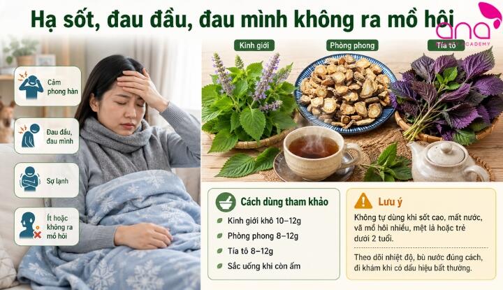 Kinh giới hạ sốt