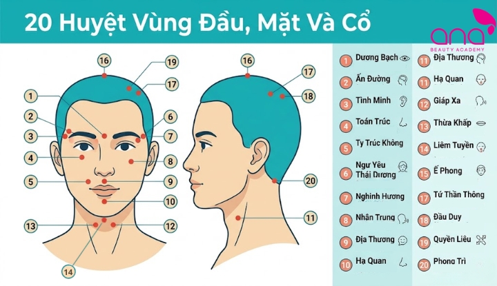 Những nhóm huyệt thường dùng trên cơ thể người