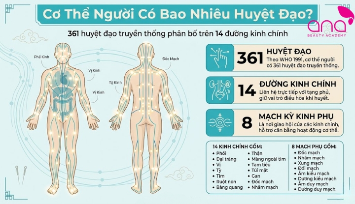 Cơ thể người có bao nhiêu huyệt đạo?
