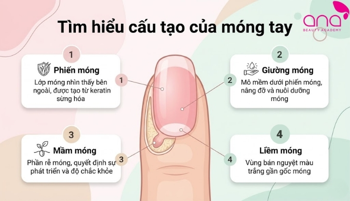 Tìm hiểu cấu tạo của móng tay