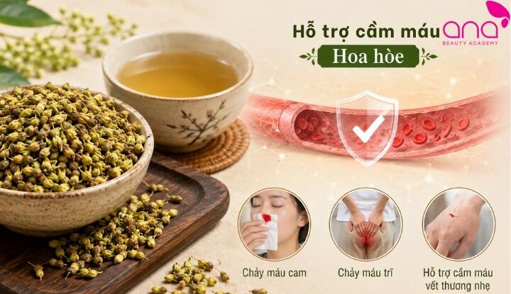 Hoa hòe hỗ trợ cầm máu