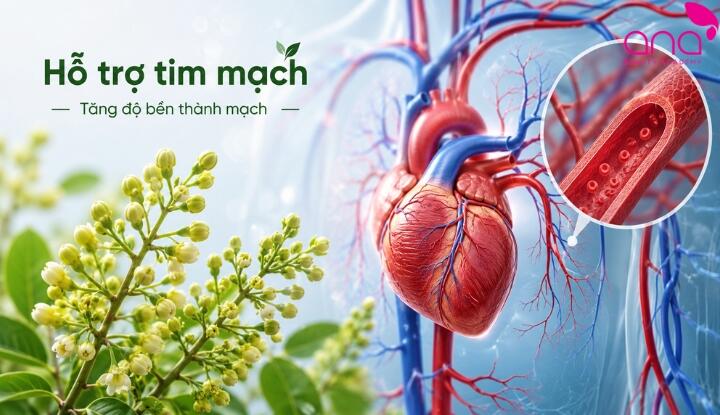 Hoa hòe hỗ trợ tim mạch
