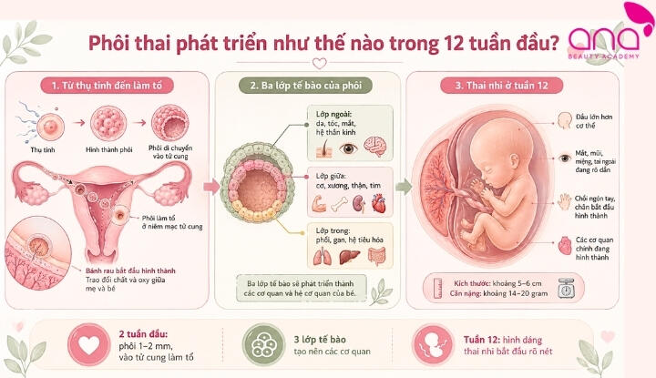 Sự phát triển của thai nhi trong 3 tháng đầu